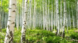 Seme drveća: Betula - Breza (seme)