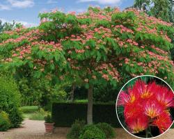 Seme drveća: Albizia julibrissin - Albicija svileno drvo (seme)