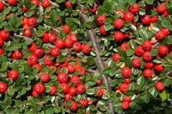 Seme žbunastih vrsta: Cotoneaster horizontalis - Dunjarica seme