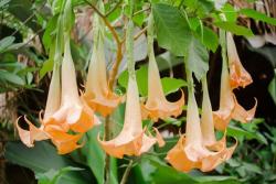 Seme cveća: Brugmansia (seme)