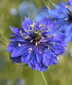 Seme cveća: Nigella damascena - Devojka u zelenom Plava (seme)