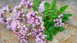 Začini i lekovito bilje: Divlji origano (seme) - Origanum vulgare