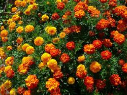 Seme cveća: Tagetes - Kadifica (mix semena)