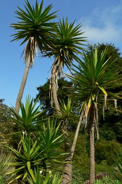 Seme cveća: Yucca aloifolia (seme)