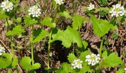 Začini i lekovito bilje: Garlic mustard (seme) Srcolika cesnjaca - Alliaria petiolata