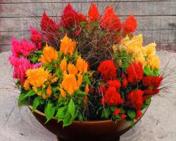 Seme cveća: Celosia plumosa - Petlova kresta (seme)