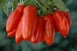 Seme povrća: San Marzano lungo paradajz (seme) heirloom 30kom