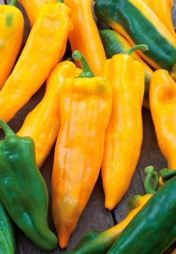 Seme povrća: Narandzasta roga paprika (seme)