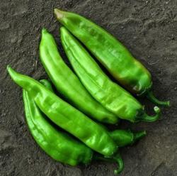 Seme povrća: Big Jim ljuta paprika (seme)