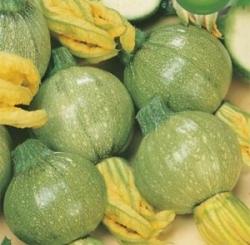 Seme povrća: Napuljske tikvice (seme) Lunga di Napoli