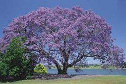 Seme drveća: Jacaranda - Jakaranda (seme)