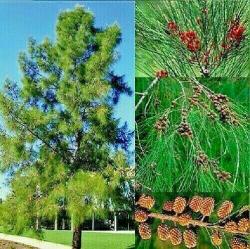 Seme drveća: Australijski bor - Casuarina equisetifolia (seme)