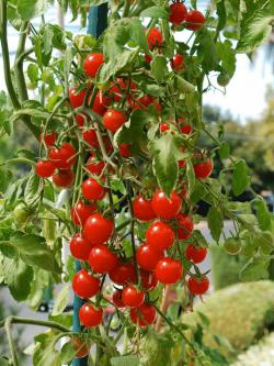 Seme povrća: Mikro cherry (seme) - Heirloom stara sorta paradajza!
