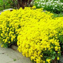 Seme cveća: Alyssum saxatilis (seme)