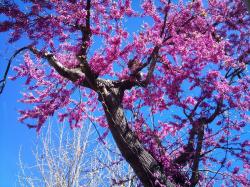 Seme drveća: Cercis  - Judino drvo (seme)