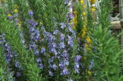 Začini i lekovito bilje: Rosmarinus officinalis - Ruzmarin (seme)