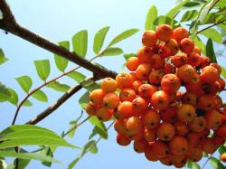 Seme drveća: Sorbus aucuparia - Jarebika (seme)