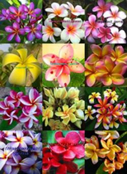 Seme cveća: Plumeria rubra mix (5 semenki) Frangipani havajski cvet