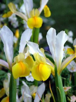 Seme cveća: Iris Hollandica (seme)