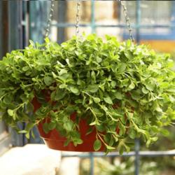 Začini i lekovito bilje: Origanum vulgare - Origano (100 semenki)