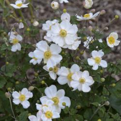 Seme cveća: Anemone scabiosa - Anemona (seme)