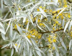 Sadnice - drveće: Elaeagnus angustifolia - Ruska maslina ( Dafina ) seme