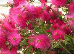 Seme žbunastih vrsta: Callistemon - Kalistemon PINK (seme)