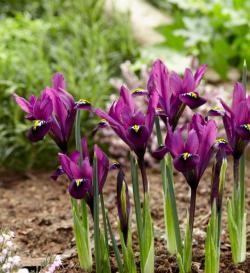 Lukovice: Mini Iris reticulata (rizom) ljubicast