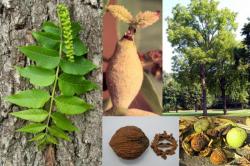 Seme drveća: Juglans nigra - Crni orah (seme)