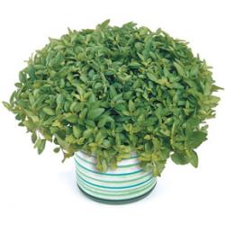 Začini i lekovito bilje: Origanum vulgare - Origano (100 semenki)