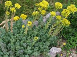 Perene: Sedum