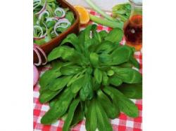 Seme povrća: Motovilac salata - Valerianella (seme)