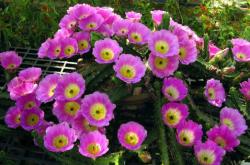 Kaktusi: Echinocereus pentalophus (seme)