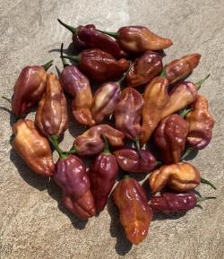 Seme povrća: Pimenta Jolokia chili (seme)