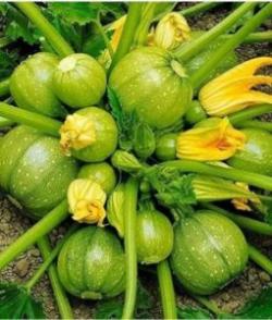 Seme povrća: Okrugla tikvica (seme) 