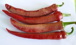 Začini i lekovito bilje: Ljuta paprika - Puckava vezenka (seme)