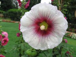 Seme cveća: Althea rosea - Ukrasni slez beli