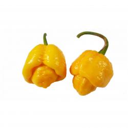 Seme povrća: Trinidad moruga scorpion yellow (seme)