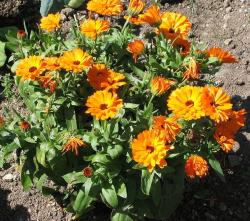 Začini i lekovito bilje: Neven (seme) Calendula officinalis