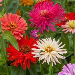 Seme cveća: Zinnia elegans 'Cactus'