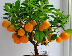 Seme voća: Narandza primorska (seme)