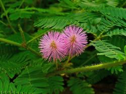 Seme cveća: Mimosa pudica (seme) Stidljiva mimoza