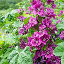 Začini i lekovito bilje: Crni Slez (seme) Malva silvestris