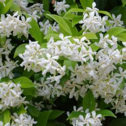 Seme cveća: Trachelospermum jasminoides (seme) Star Jasmin Zvezdasti jasmin