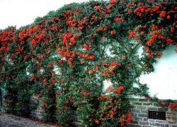 Seme žbunastih vrsta: Pyracantha - Pirokanta vatreni grm narandzasta (seme)