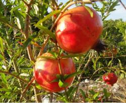 Seme voća: Divlji nar - Punica granatum (seme)