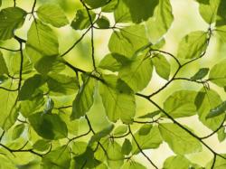 Sadnice - drveće: Fagus - Bukva (seme)