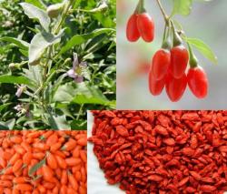 Začini i lekovito bilje: Goji Berries (500 semenki) - Lycium barbarum ( Goji bobice )