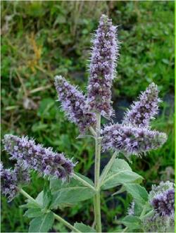 Začini i lekovito bilje:  Mentha longifolia Nana (seme)