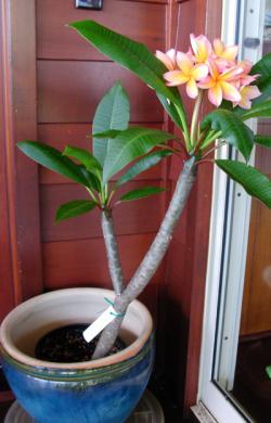 Seme cveća: Plumeria rubra mix (3 semenke) Frangipani havajski cvet